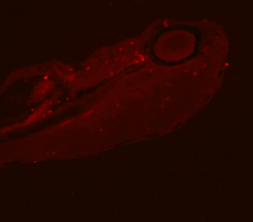 Immunofluorescence of Zebrafish frozen section with anti-PCNA monoclonal antibodyat dilution of 1:100.