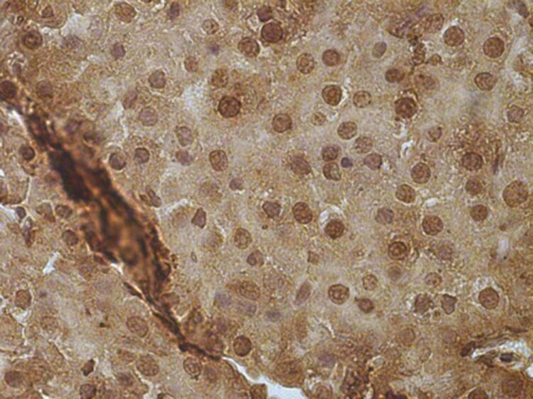 Immunohistochemistry of Zebrafish paraffin embedded section with anti-PCNA mcab at dilution of 1:100.