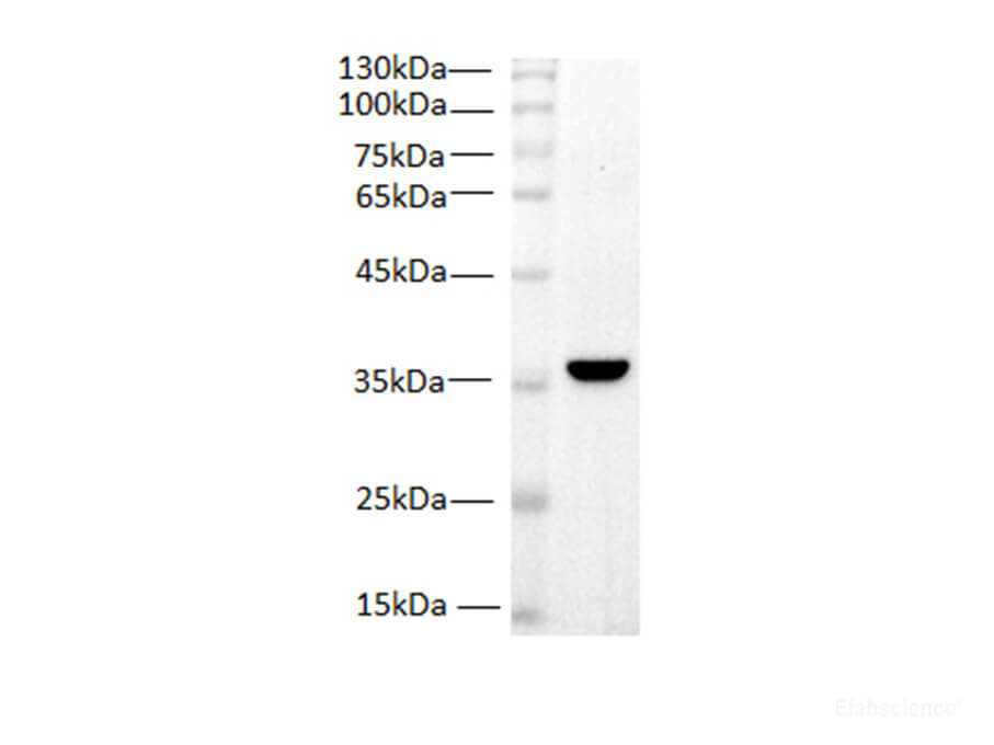 Western blot of Zebrafish whole lysates with anti-PCNA  monoclonal antibody at dilution of 1:1000.