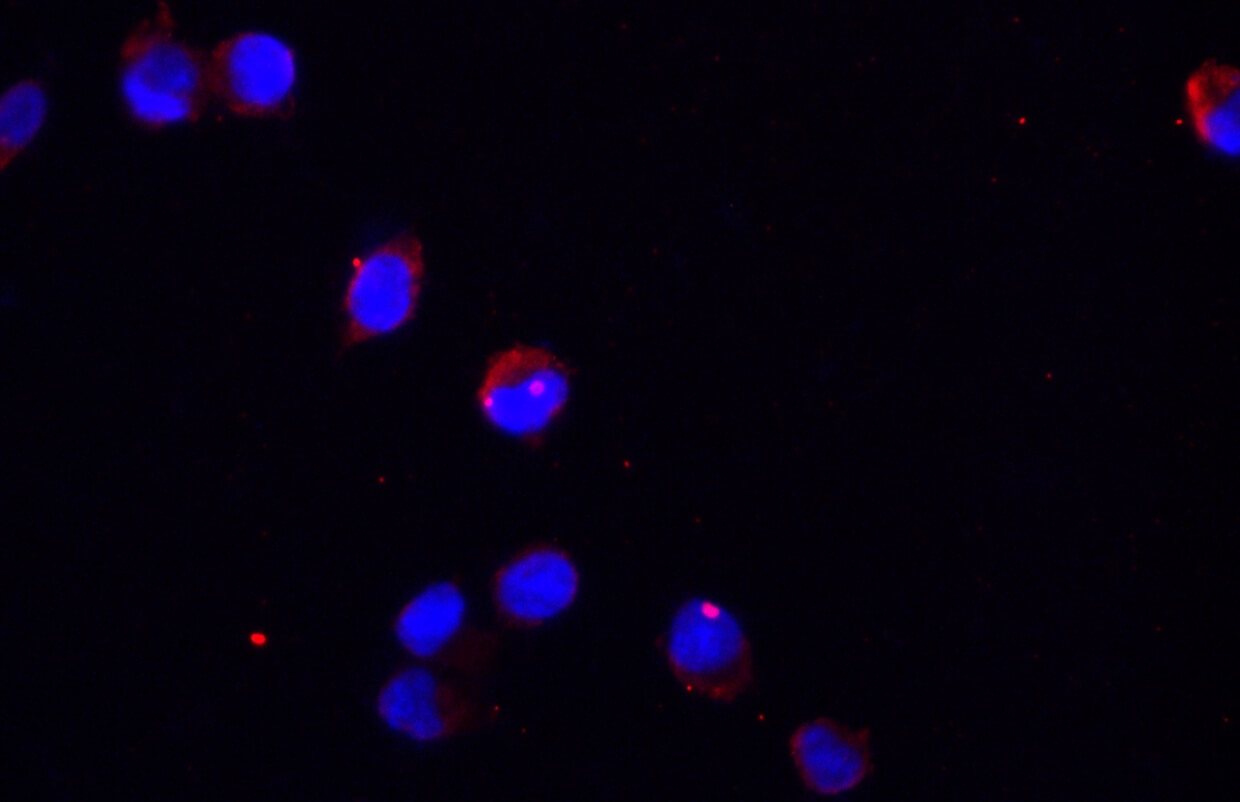 Immunofluorescent analysis of 293F cells using anti-GAPDH monoclonal antibody at 1:400 dilution.