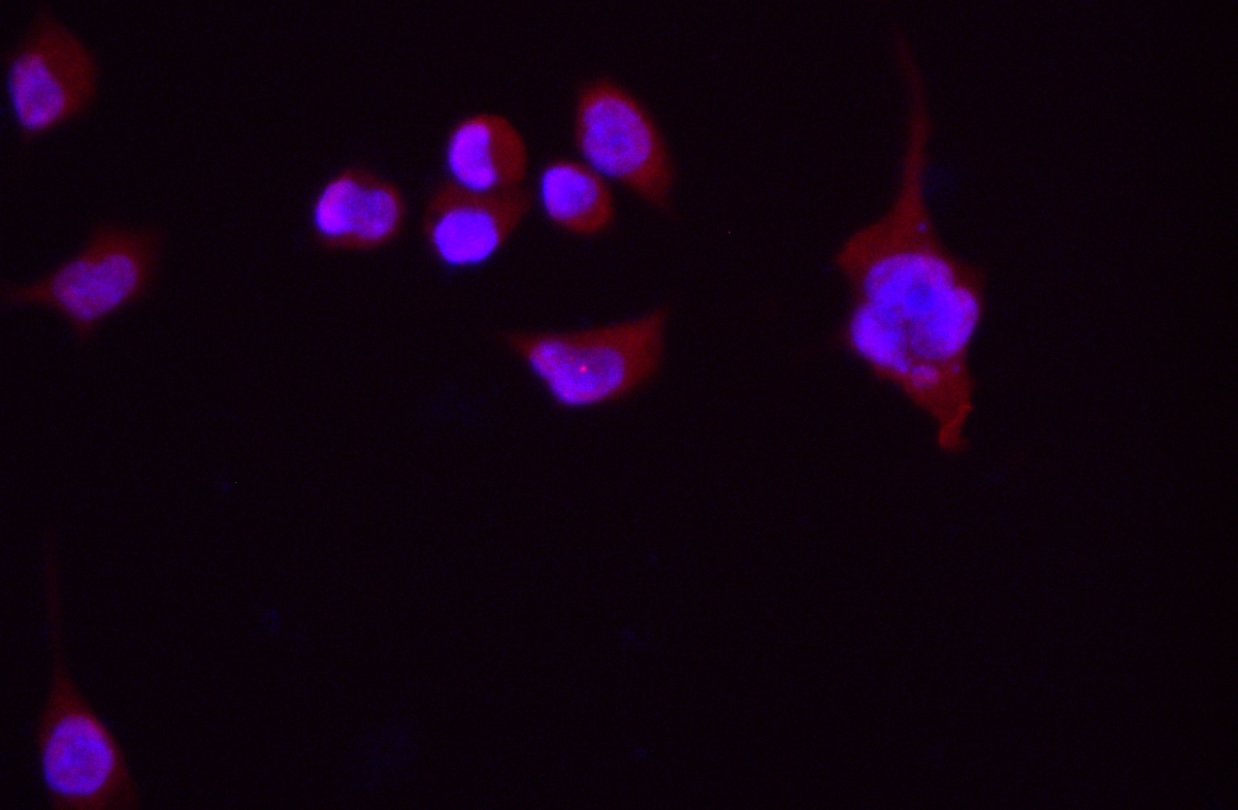 Immunofluorescence analysis of 293 cells with anti-beta actin monoclonal antibody at 1:100 dilution.