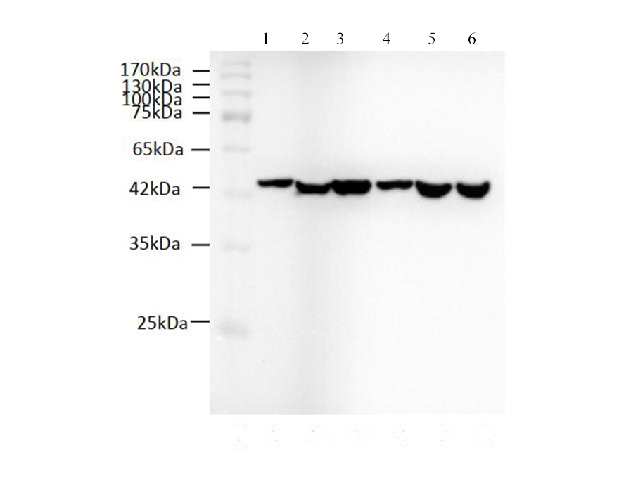 Western Blotting of cell/tissue lysates with anti-Beta Actin monoclonal antibody at dilution of 1:2000.
Lane1: PANC-1 cell lysates, Lane2: 293F cell lysates, Lane3: Human placenta lysates, Lane4: Mouse SP2/0 celll ysates, Lane5: Mouse kidney lysates.