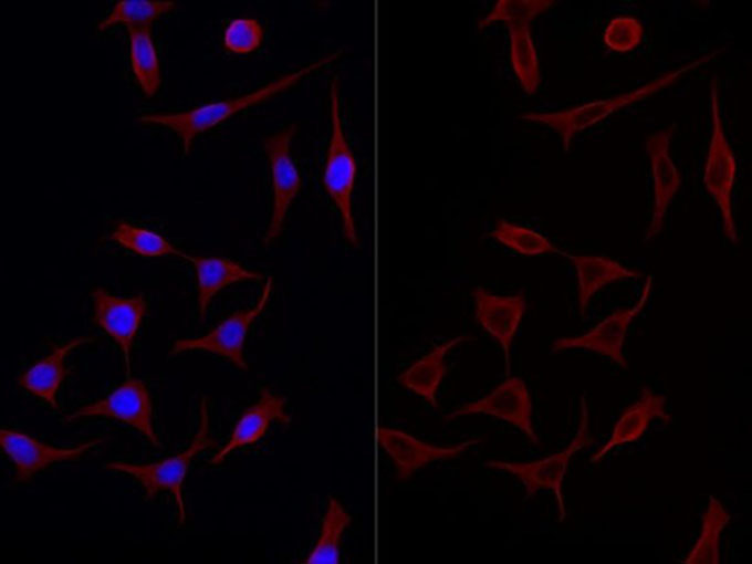 Immunofluorescent analysis of HEK293 cells with anti-beta Tubulin monoclonal antibody at dilution of 1:4000.