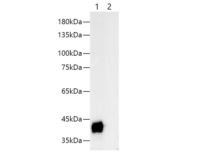 Western blotting with anti-S-Tag monoclonal antibody at dilution of 1:1000.Lane 1: S tag transfected HEK 293 cell lysates, lane 2: HEK 293 whole cell lysate