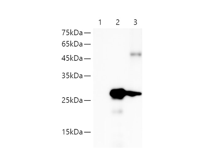 IP Result of293F cells transfected with HA-Tag fusion protein,using anti-HA-Tag monoclonal antibody .lane 1: mouse IgG2a Isotype Control,Lane 2:input, Lane 3: anti-HA-Tag mouse monoclonal antibody