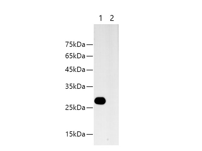 Western blotting with anti-HA-Tag monoclonal antibody at dilution of 1:5000.Lane 1: HA tag transfected HEK 293 cell lysates, lane 2: HEK 293 whole cell lysate