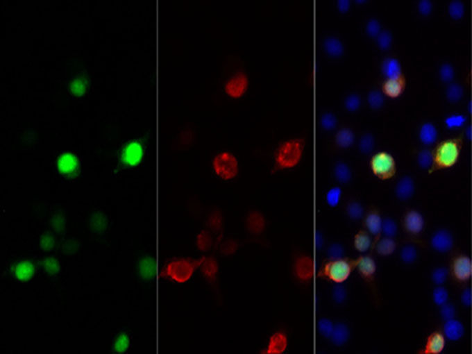 Immunofluorescent analysis of 293F cells transfected with the HA-GFP using anti-HA-Tag rabbit monoclonal Antibody at 1:2000 dilution.