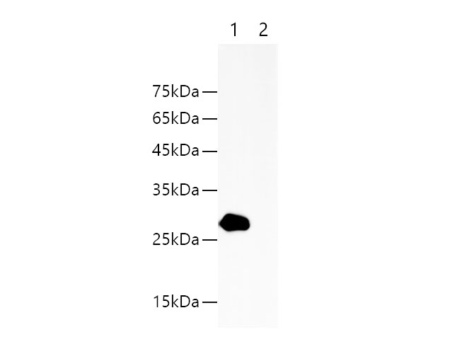 Western blotting with anti-HA-Tag rabbit monoclonal antibody at dilution of 1:5000.Lane 1: HA tag transfected HEK 293 cell lysates, lane 2: HEK 293 whole cell lysate