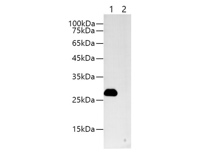 Western blotting with anti-MYC Mouse monoclonal antibody at dilution of 1:1000.Lane 1: MYC tag transfected HEK 293 cell lysates, lane 2: HEK 293 whole cell lysate