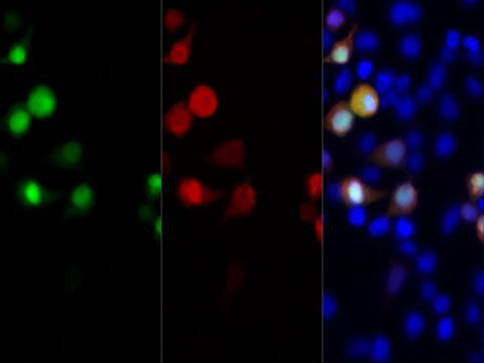 Immunofluorescent analysis of 293F cells transfected with Myc-Tag fusion protein, using anti-Myc-Tag rabbit monoclonal antibody at dilution of 1:200.