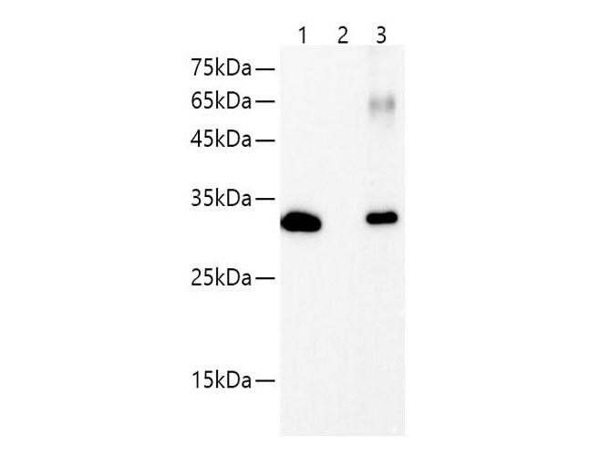 IP Result of 293F cells transfected with Myc-Tag fusion protein,using anti-Myc-Tag rabbit monoclonal antibody . Lane 1:input, lane 2: rabbit IgG Isotype Control, Lane 3: anti-Myc-Tag rabbit monoclonal antibody