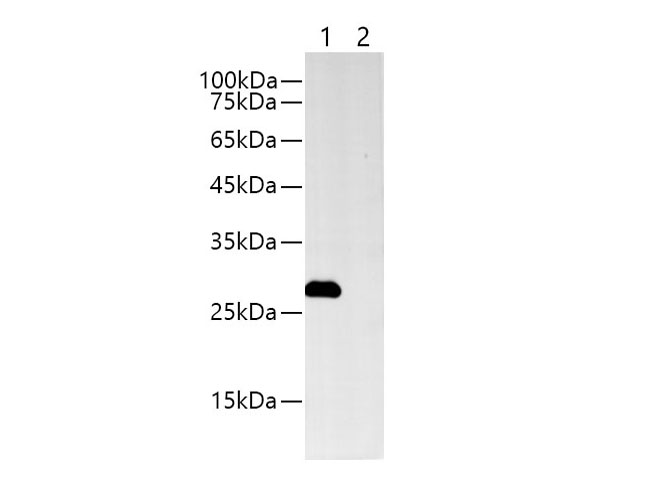 Western blotting with anti-MYC rabbit monoclonal antibody at dilution of 1:5000.Lane 1: MYC tag transfected HEK 293 cell lysates, lane 2: HEK 293 whole cell lysate