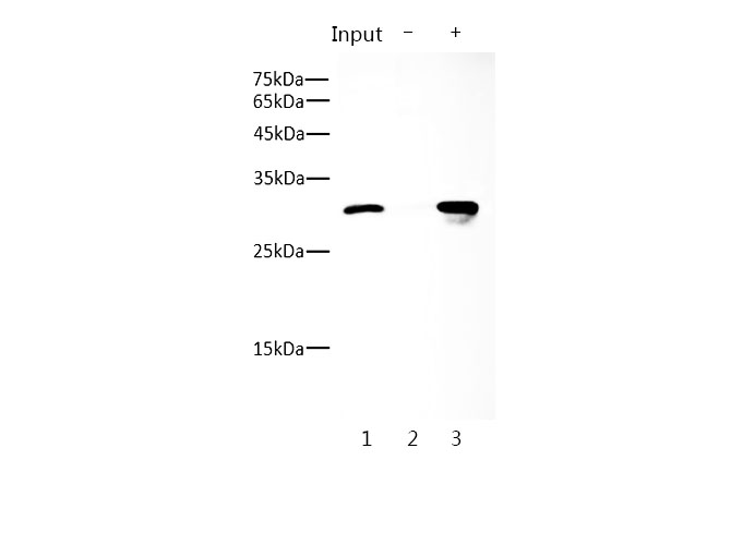 Lane 1:HEK-293 transfected with DDDDK-tagged (input).Lane 2: Mouse monoclonal IgG2a instead of RD86725A in HEK-293T transfected with DDDDK-tagged.Lane 3: RD86725A IP in HEK-293T transfected with DDDDK-tagged.