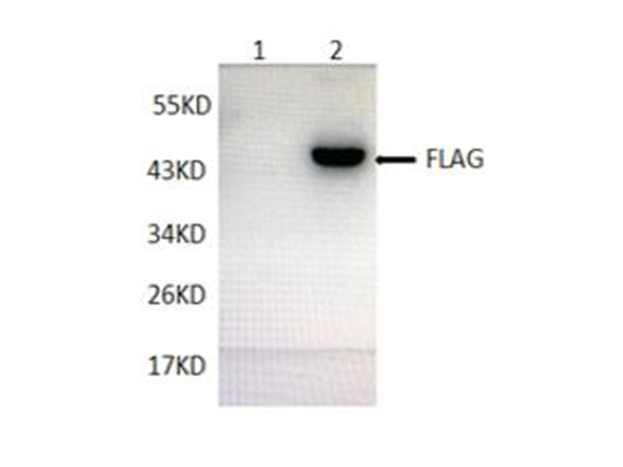 Western blotting with anti-FLAG monoclonal antibody at dilution of 1:5000.lane 1: HEK 293 whole cell lysate, Lane 2: FLAG tag transfected HEK 293 cell lysates