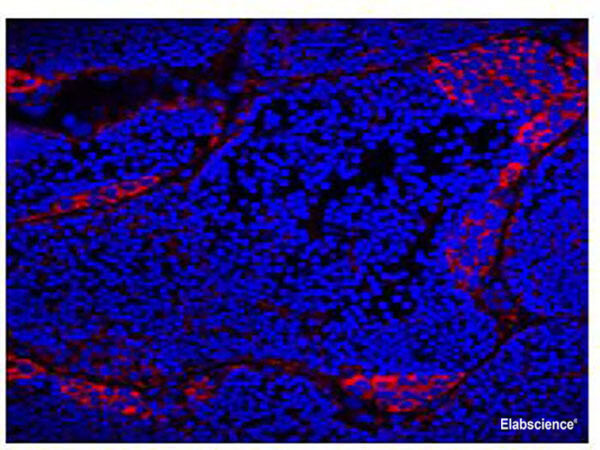 Immunofluorence of frozen section of male Gibel carp gonads with anti-VASA mouse monoclonal antibody at dilution of 1:100.