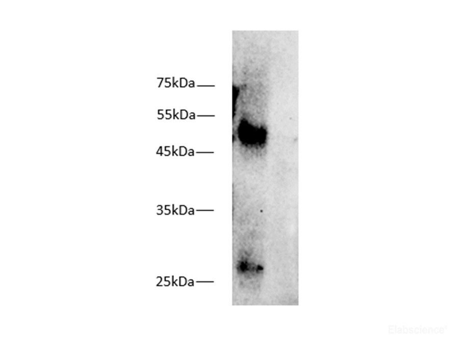 Western blot of mouse spleen lysates with anti-MHC I antibody at dilution of 1:1000.