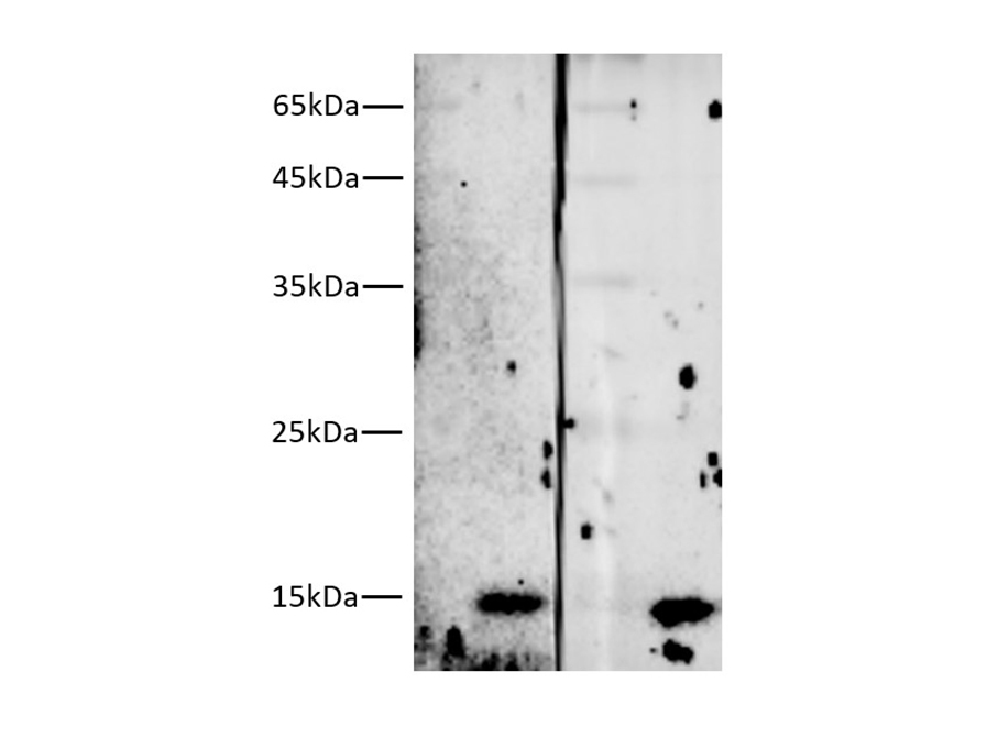 Western blotting of 10ng Streptavidin (16kDa) with anti-Streptavidin mouse monoclonal antibody at dilution of lane 1: 1:5000, lane 2: 1:10000.