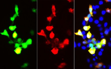 Immunofluorescent analysis of 293F cells transfected with the FLAG-GFP, using anti-GFP-Tag Monoclonal Antibody at dilution of 1:50000.