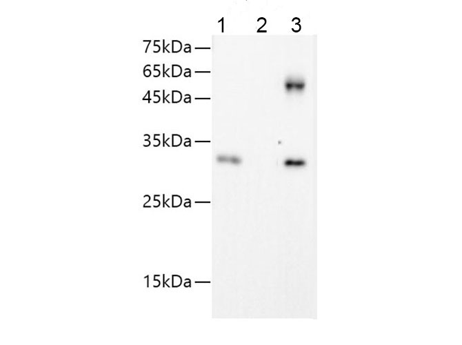 IP Result of293F cells transfected with GFP-Tag fusion protein,using anti-GFP-Tag mouse monoclonal antibody. Lane 1:input, lane 2: mouse IgG2a Isotype Control, Lane 3: anti-GFP-Tag monoclonal antibody