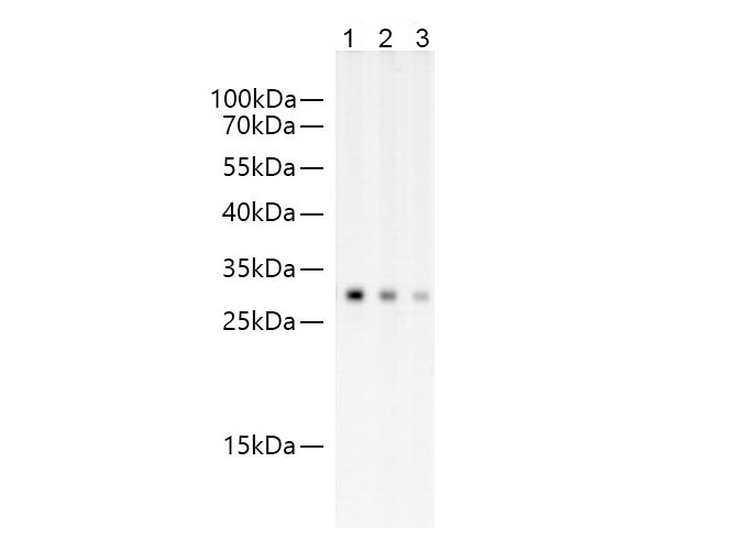 Western blot of GFP protein with anti-GFP at dilution of 1:50000, 1:100000, 200000. Lane 1:293F cells transfected with GFP-Tag fusion protein, lane 2: 293F cells transfected with GFP-Tag fusion protein, Lane 3:293F cells transfected with GFP-Tag fusion protein