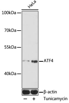 Western blot analysis of extracts of HeLa cells using ATF4 Polyclonal Antibody at 1:1000 dilution.HeLa cells were treated by tunicamycin (2 μg/mL) for 8 hours.