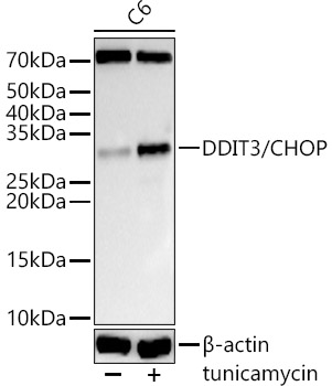 Western blot analysis of C6 using DDIT3/CHOP Polyclonal Antibody at 1:2000 dilution.C6 cells were treated by tunicamycin (2 μg/ml) for 8 hours.