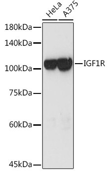 Western blot analysis of extracts of various cell lines using IGF1R Polyclonal Antibody at 1:3000 dilution.