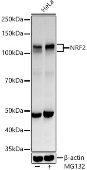 Western blot analysis of various lysates using NRF2 Polyclonal Antibody at ARC50393-02 dilution.HeLa cells were treated by MG132(50 μM) at 37℃ for 90 minutes.