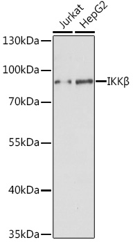 Western blot analysis of extracts of various cell lines using IKKβ Polyclonal Antibody at 1:1000 dilution.