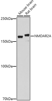 Western blot analysis of extracts of various cell lines using NMDAR2A Polyclonal Antibody at 1:1000 dilution.