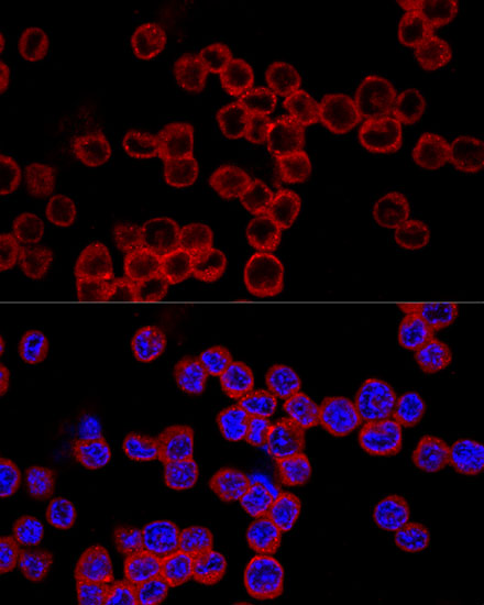 Confocal immunofluorescence analysis of Raw264.7 cells using Caspase-1 Polyclonal Antibody at dilution of 1:200. Blue: DAPI for nuclear staining.