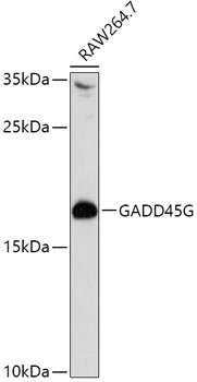 Western blot analysis of extracts of RAW264.7 cells using GADD45G Polyclonal Antibody at 1:1000 dilution.