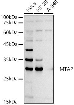 Western blot analysis of extracts of various cell lines using MTAP  Polyclonal Antibody at 1:1000 dilution.