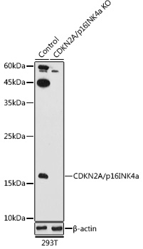 Western blot analysis of extracts from normal (control) and CDKN2A/p16INK4a knockout (KO) 293T cells using CDKN2A/p16INK4a Polyclonal Antibody at 1:1000 dilution.