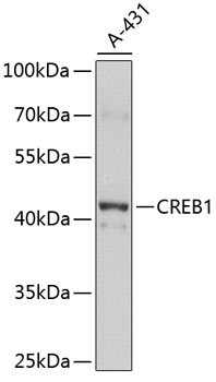 Western blot analysis of extracts of A-431 cells using CREB1 Polyclonal Antibody at 1:1000 dilution.