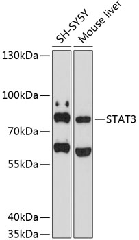 Western blot analysis of extracts of various cell lines using STAT3 Polyclonal Antibody at 1:1000 dilution.