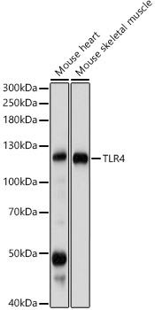 Western blot analysis of various lysates using TLR4 Polyclonal Antibody at N2348-4 dilution.