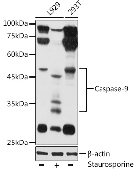 Western blot analysis of extracts of various cell lines using Caspase-9 Polyclonal Antibody at 1:1000 dilution.L929 cells were treated by staurosporine(1 uM) for 3 hour.