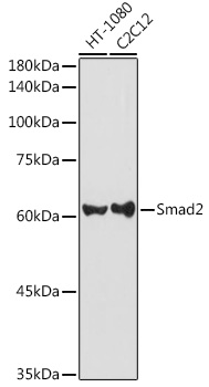 Western blot analysis of extracts of various cell lines using Smad2 Polyclonal Antibody at 1:1000 dilution.