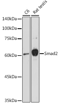 Western blot analysis of extracts of various cell lines using Smad2 Polyclonal Antibody at 1:1000 dilution.