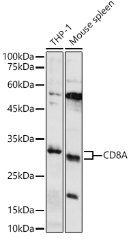 Western blot analysis of extracts of various cell lines using CD8A Polyclonal Antibody at 1:500 dilution.