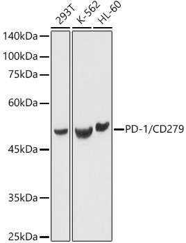 Western blot analysis of extracts of various cell lines using PD-1/CD279 Polyclonal Antibody at 1:1000 dilution.