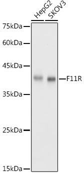 Western blot analysis of extracts of various cell lines using JAM-A/CD321/F11R Polyclonal Antibody at 1:1000 dilution.