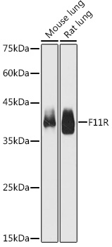 Western blot analysis of extracts of various cell lines using JAM-A/CD321/F11R Polyclonal Antibody at 1:1000 dilution.