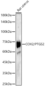 Western blot analysis of various lysates using COX2/PTGS2 Polyclonal Antibody at 1:500 dilution.