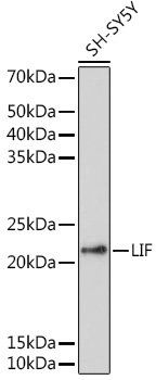 Western blot analysis of extracts of SH-SY5Y cells using LIF Polyclonal Antibody at 1:1000 dilution.