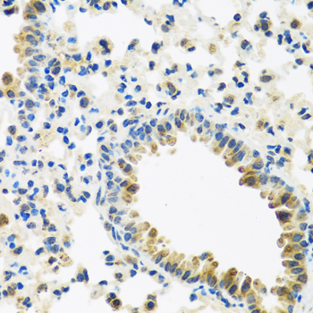 Immunohistochemistry of paraffin-embedded mouse lung using IFNL3 Polyclonal antibody at dilution of 1:100 (40x lens).Perform microwave antigen retrieval with 10 mM PBS buffer pH 7.2 before commencing with IHC staining protocol.