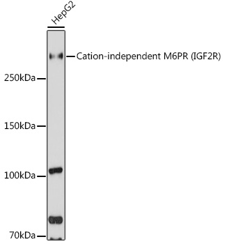 Western blot analysis of extracts of HepG2 cells using Cation-independent M6PR (Cation-independent M6PR (IGF2R)) Polyclonal Antibody at 1:1000 dilution.