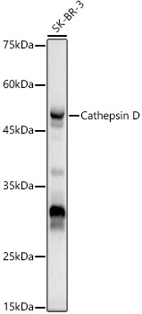 Western blot analysis of SK-BR-3 using CathepsinD Polyclonal Antibody at 1:500 dilution.