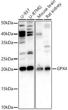 Western blot analysis of various lysates using GPX4 Polyclonal Antibody at 1:1000 dilution.